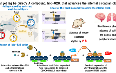 Jetlag adé: Orales Mittel zur Vorwärtsverschiebung der inneren Uhr entdeckt