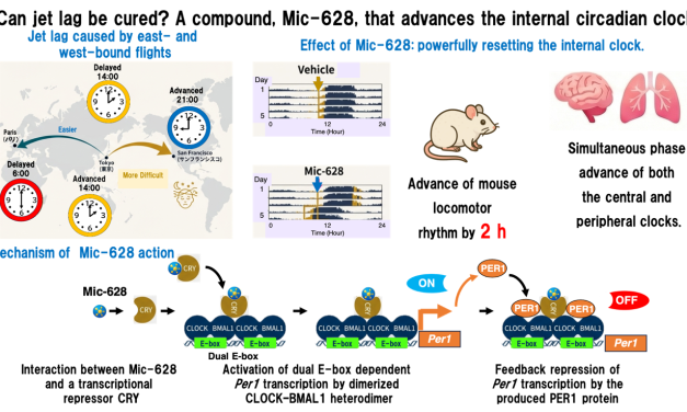 Jetlag adé: Orales Mittel zur Vorwärtsverschiebung der inneren Uhr entdeckt