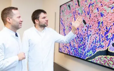 MHH-Forschende entdecken „molekulares Gedächtnis“ in Nierentransplantaten