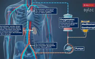 Forschende entwickeln System zur gezielten Behandlung einzelner Organe