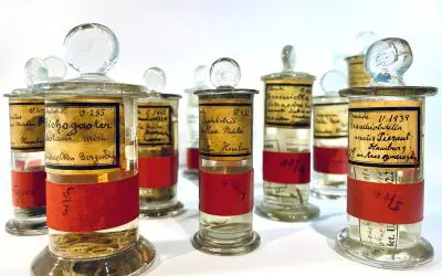Typus-Genomik: Internationale Forschende fordern Sequenzierung von Referenzexemplaren in Museumssammlungen
