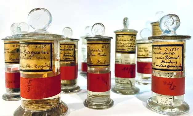 Typus-Genomik: Internationale Forschende fordern Sequenzierung von Referenzexemplaren in Museumssammlungen