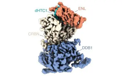 Zellbasiertes Screening: Neue Methode erlaubt Identifizierung molekularer Kleber