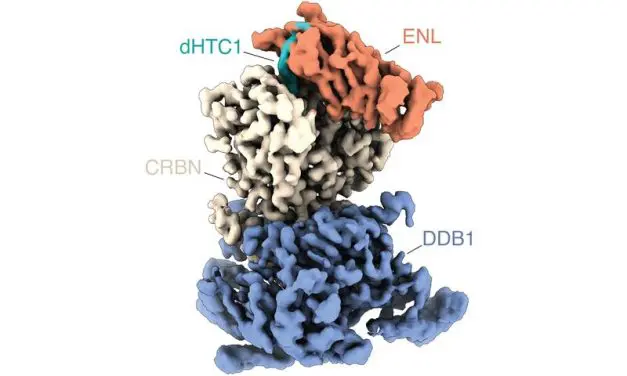 Zellbasiertes Screening: Neue Methode erlaubt Identifizierung molekularer Kleber