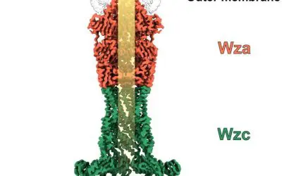 HZI-Forschende machen bakteriellen Kapsel-Transportkanal atomar sichtbar