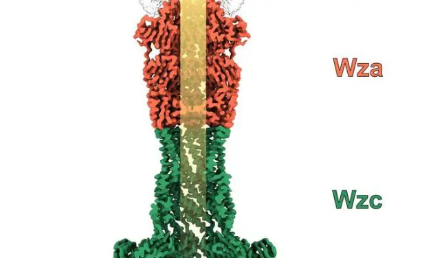 HZI-Forschende machen bakteriellen Kapsel-Transportkanal atomar sichtbar