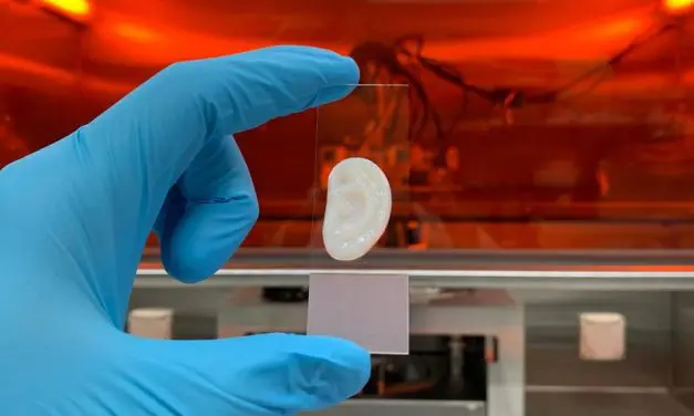 ETH-Forschende stellen elastischen Ohrknorpel im Labor her