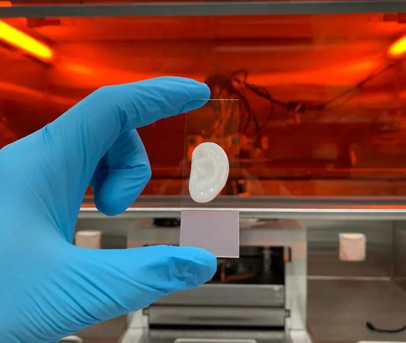 ETH-Forschende stellen elastischen Ohrknorpel im Labor her