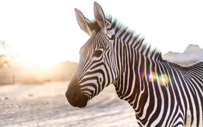 One Health: BIH treibt Diagnostik und Therapie seltener Erkrankungen mit neuen Ansätzen voran