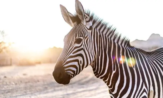 One Health: BIH treibt Diagnostik und Therapie seltener Erkrankungen mit neuen Ansätzen voran