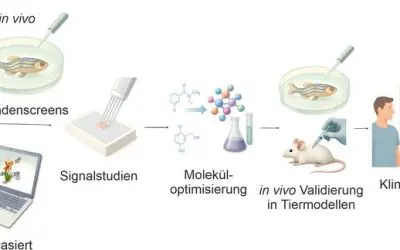 Universitäten Leipzig und Shandong fassen therapeutisches Potenzial von Adhäsions-GPCRs zusammen