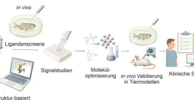 Universitäten Leipzig und Shandong fassen therapeutisches Potenzial von Adhäsions-GPCRs zusammen