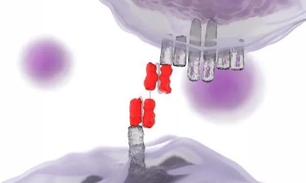 Bispezifischer Antikörper stoppt lebensbedrohliche Kombination aus ITP und APS