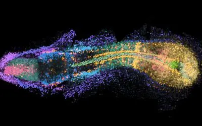 Neue Bildgebungstechnik macht Genaktivität im gesamten Zebrafisch-Embryo sichtbar