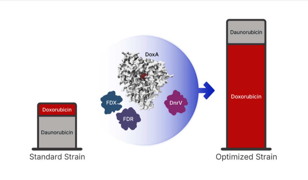 Das Bild zeigt, wie der neue, optimierte Bakterienstamm eine erhöhte Menge an Doxorubicin produziert. Im Zentrum wird der primäre Produktionsmechanismus (DoxA) durch eine biologische „Stromversorgung“ (FDX und FDR) und einen „molekularen Schwamm“ (DnrV) verstärkt. Während die Stromversorgung den Prozess auf Hochtouren hält, verhindert der Schwamm, dass das Medikament das System verstopft, sodass die gentechnisch veränderten Zellen das Medikament mit beispielloser Reinheit und einer um 180 % höheren Ausbeute als bei herkömmlichen industriellen Verfahren produzieren können. Bildnachweis: Keith Yamada