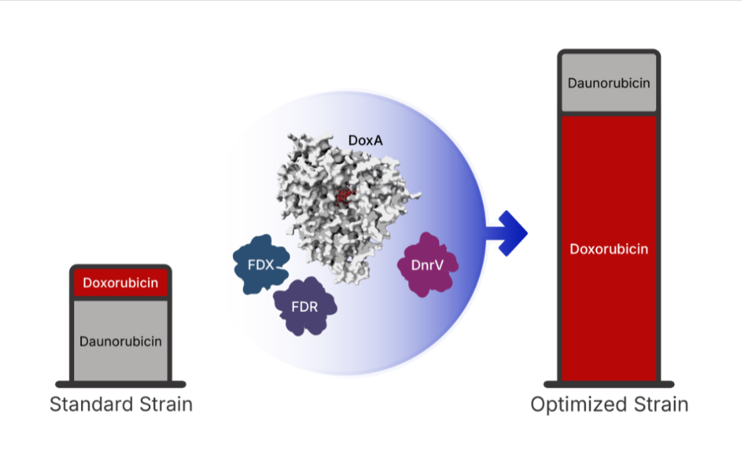 Sensation-Synthese: Forschende überwinden jahrzehntealten Engpass bei Chemotherapeutikum Doxorubicin