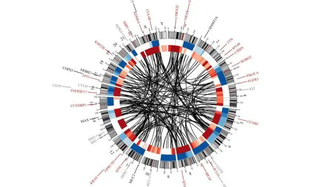 Therapien beim Multiplen Myelom hinterlassen messbare genetische Spuren in den Tumorzellen