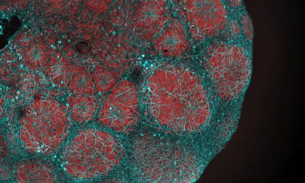 Sildenafil zeigt vielversprechende Wirkung bei Leigh-Syndrom