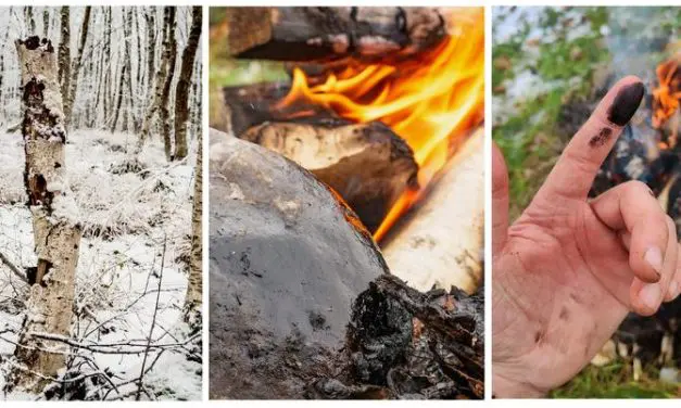 Neandertaler Innovation: Birkenpech gegen Staphylococcus aureus