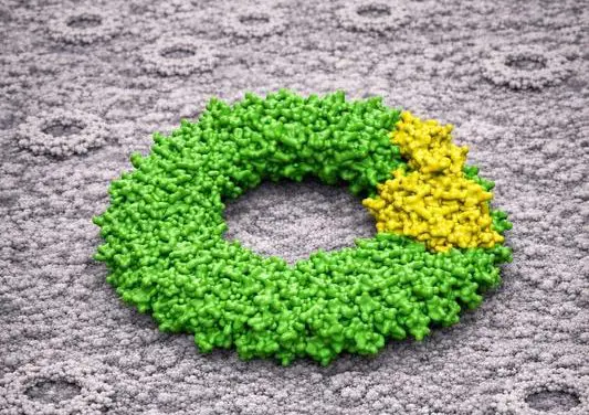 Neue Erkenntnis: Peroxiredoxine bilden hybride Komplexe