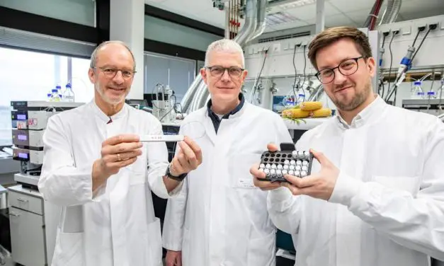 MHH-Forschende entdecken Mikroprotein, das Herz nach Infarkt repariert