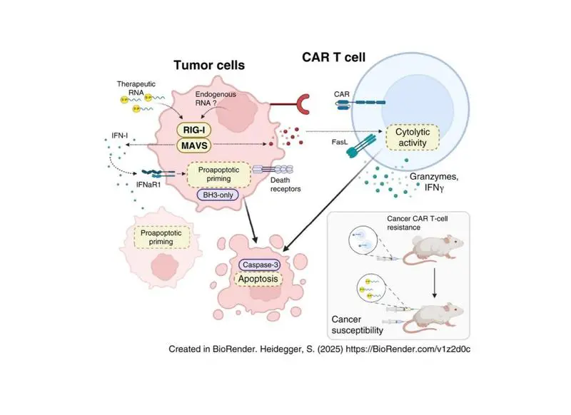 Die Abbildung bietet eine schematische Zusammenfassung der Projektergebnisse | Copyright: © Nadia El Khawanky