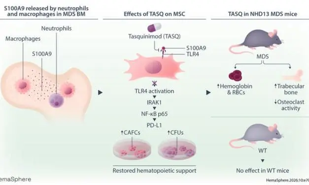 Neuer Therapieansatz gegen myelodysplastische Neoplasien (MDS)