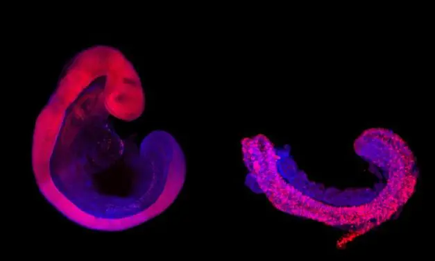 Integrierte Ethik soll verantwortungsvolle Forschung mit embryonalen Stammzell-Modellen ermöglichen