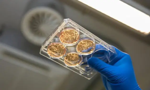 MHH entwickelt Bioreaktoren für millionenfache Produktion menschlicher Makrophagen