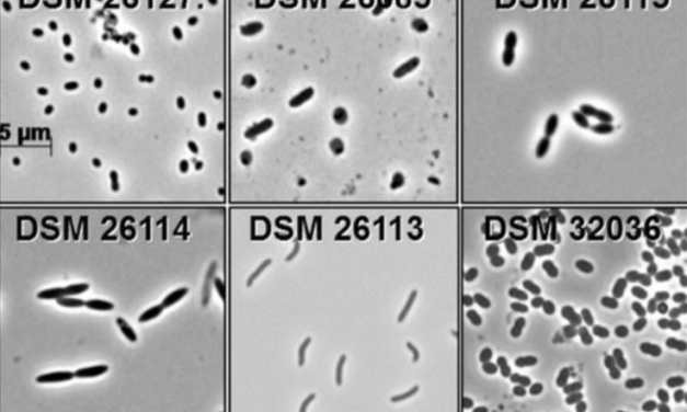 DSMZ: Mehr Mikrobiome für die weltweite Forschung