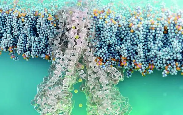 Nanobody dringt in Zellen ein und repariert defekten CFTR-Kanal bei Mukoviszidose