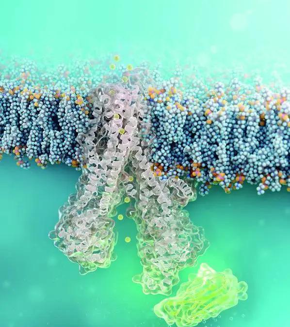 Nanobody dringt in Zellen ein und repariert defekten CFTR-Kanal bei Mukoviszidose