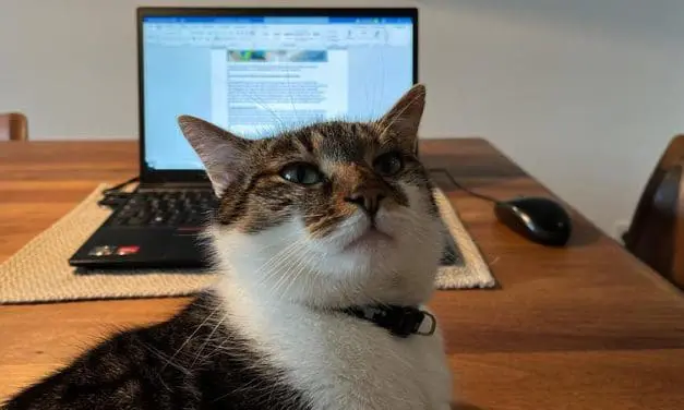 Auch das noch: Katzen machen virtuelle Meetings menschlicher