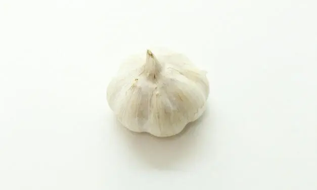 Longevity: Knoblauch-Verbindung S1PC verbessert Muskelkraft im Alter