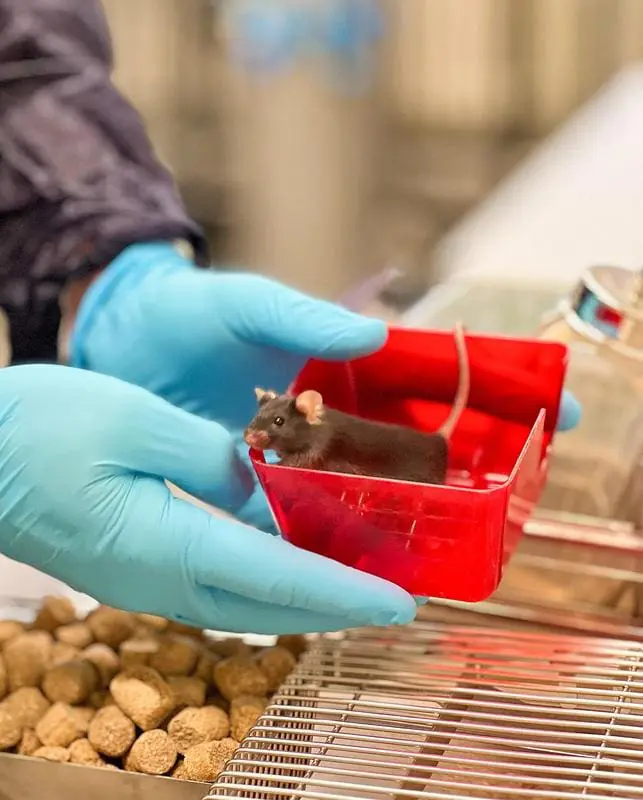 Mit Prime Editing lässt sich eine krankheitsauslösende Mutation im Epilepsie-Gen SCN1A in Mäusen gezielt korrigieren. | Quelle: nccantos | Copyright: Universität Zürich