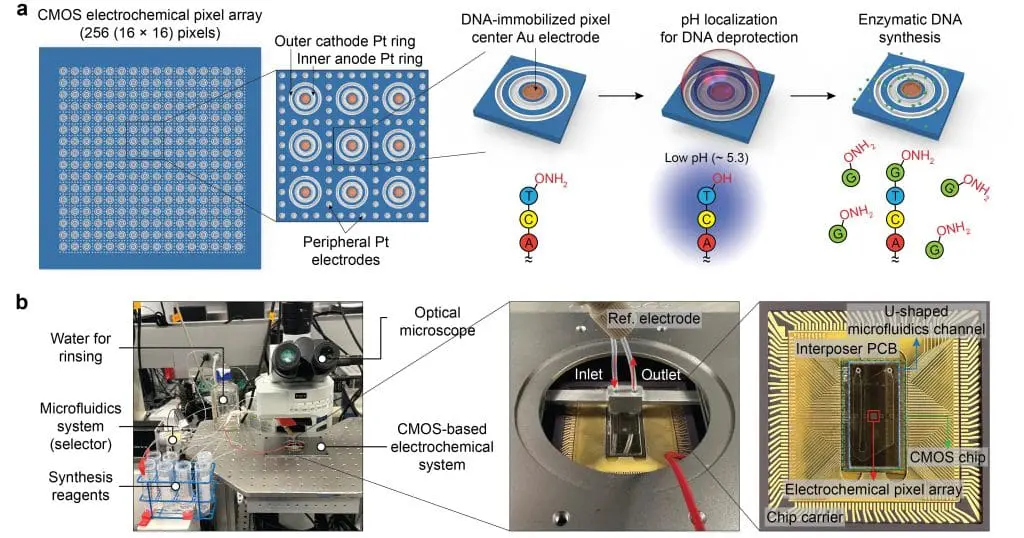 Credits; Jung, WB., Jung, H.S., Wang, J. et al. Parallel enzymatic DNA synthesis using a semiconductor chip. Nat Electron (2026). https://doi.org/10.1038/s41928-026-01662-9
