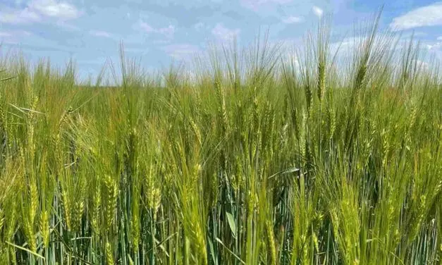 nanoLC-MS/MS Analytik weist Glutenreste in manchen „glutenfreien“ Gerstenbieren nach