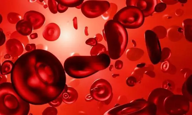 Natürliche Killerzellen entscheidend für Therapieerfolg bei Blutkrebs Polycythaemia vera