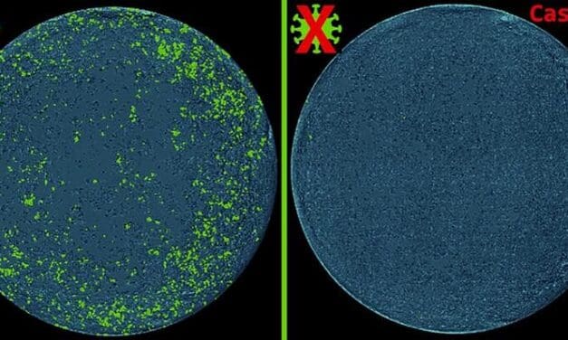 Präzisionsmedizin: Antivirale Abwehr mit neuem CRISPR-Tool rückt näher