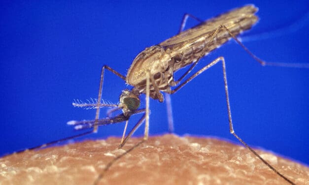 FDA lässt ersten molekularen Test zum Screening von Blutspendern auf Malaria zu