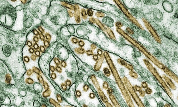 H5N1: Milch kann Vogelgrippe-Virus übertragen