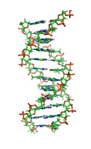 Die DNA: Basis der Molekularbiologie und Genomik. Foto: Wikipedia