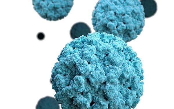 Norovirus in Deutschland: Der Überblick