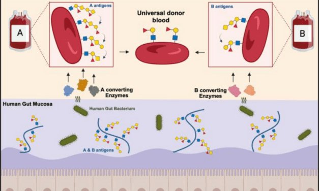 Enzyme eröffnen neuen Weg zu universellem Spenderblut