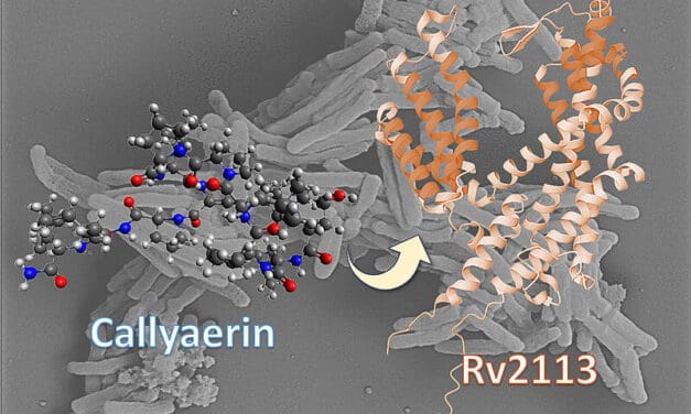 Callyaerine: Marine Naturstoffe können Tuberkulose bekämpfen