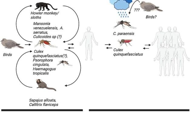 Oropouche-Virus: Geräuschlos in menschlichen Populationen