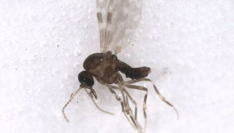 Culicoides paraensis, main vector of the Oropouche virus. Copyright: NACER356-12 Lateral/The International Barcode of Life Consortium (2024)/GBIF.org, Creative Commons CC BY 4.0 