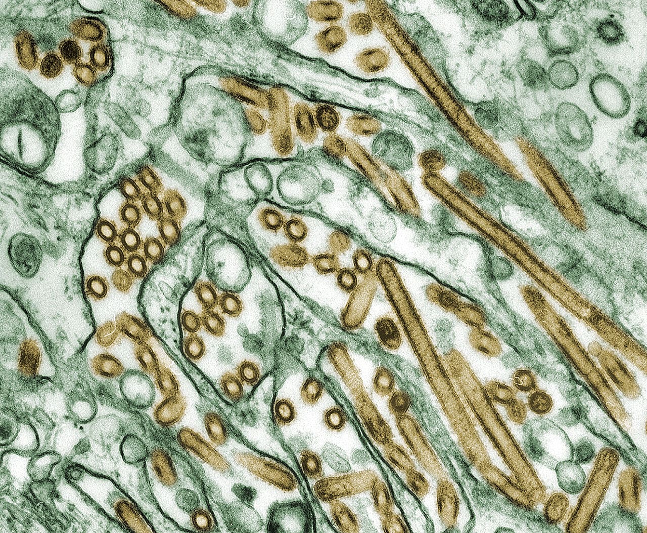 H5N1-Virus. Credit: Cynthia Goldsmith Content Providers: CDC/ Courtesy of Cynthia Goldsmith; Jacqueline Katz; Sherif R. Zaki