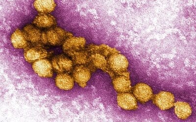 West-Nil-Virus in Deutschland 2024: Aktuelle Lage