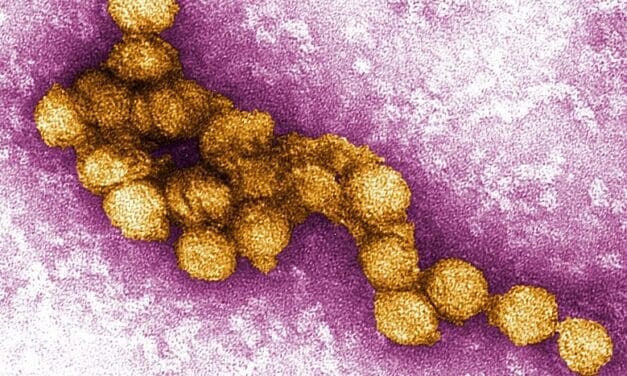 West-Nil-Virus in Deutschland 2024: Aktuelle Lage